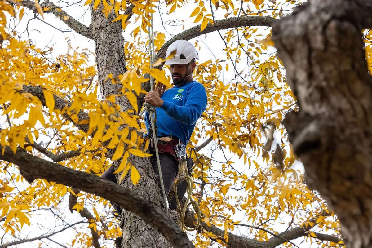 Skilled Storm Damage Cleanup crew working in Jewell